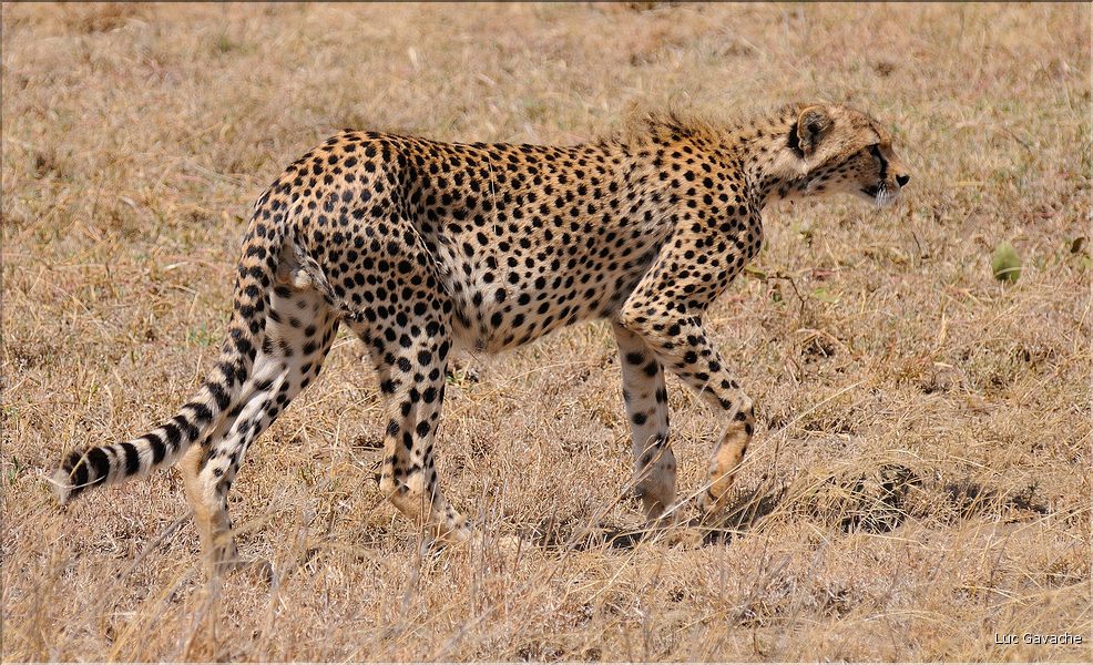 Les guépards du Serengeti. Les deux frères. (3)