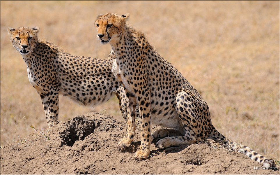 Les guépards du Serengeti. Les deux frères. (4)