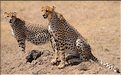 Les guépards du Serengeti. Les deux frères. (4)