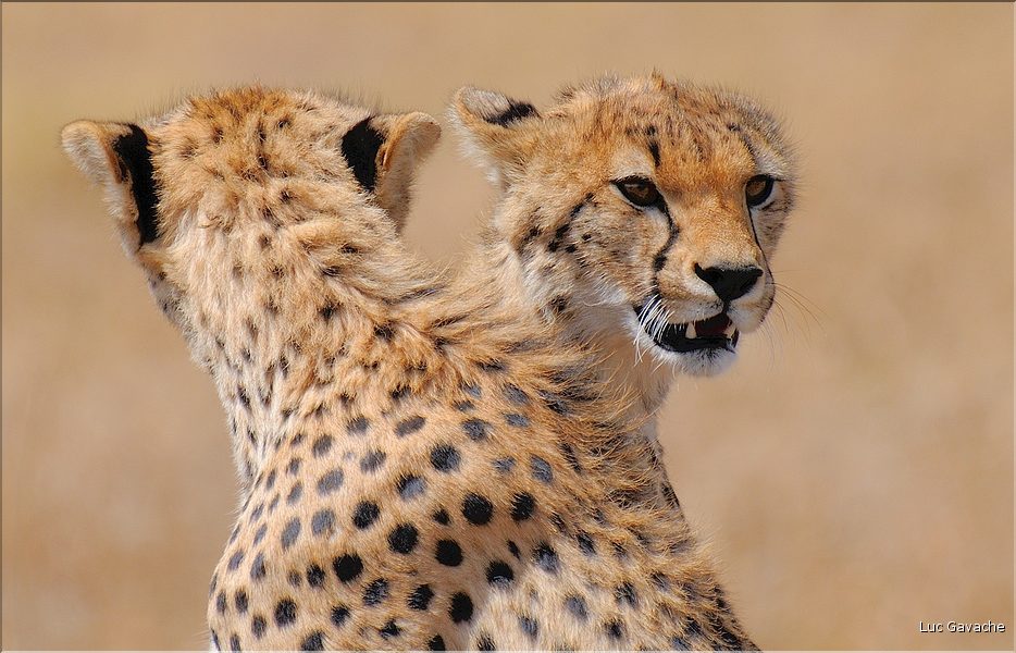 Les guépards du Serengeti. Les deux frères. (6)