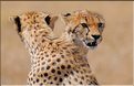 Les guépards du Serengeti. Les deux frères. (6)