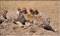 Les guépards du Serengeti. Les deux frères. (7)
