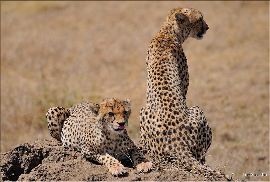 Les guépards du Serengeti. Les deux frères. (8)