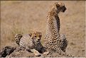 Les guépards du Serengeti. Les deux frères. (8)