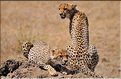 Les guépards du Serengeti. Les deux frères. (9)