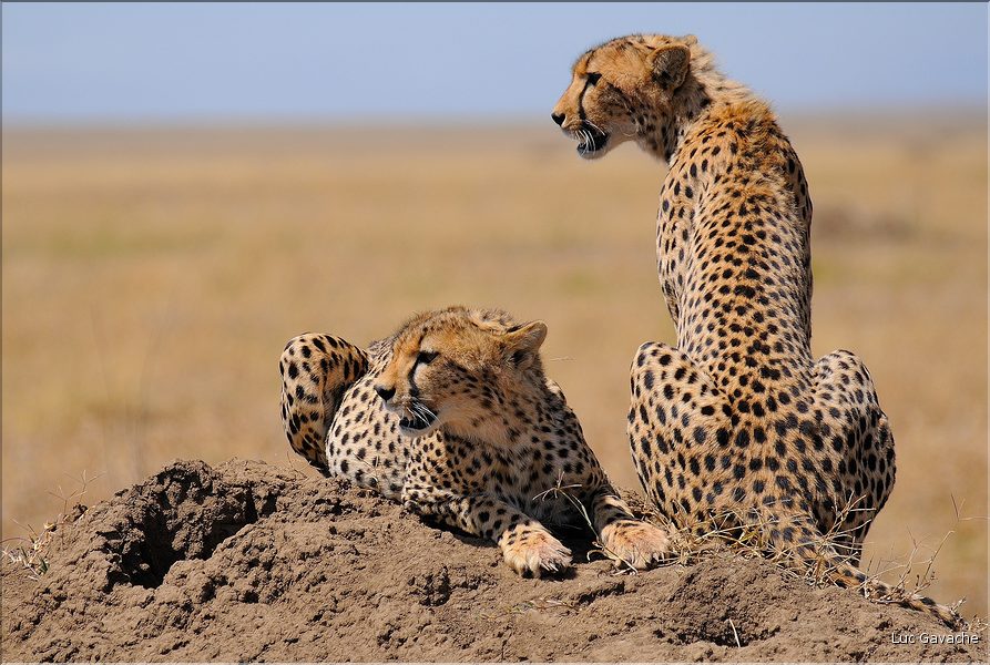 Les guépards du Serengeti. Les deux frères. (10)