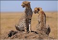 Les guépards du Serengeti. Les deux frères. (11)