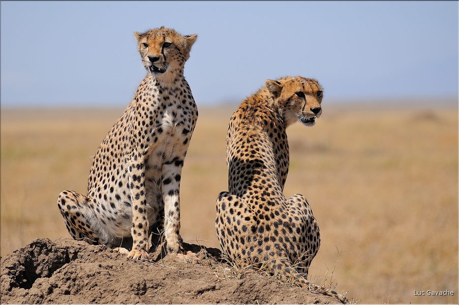 Les guépards du Serengeti. Les deux frères. (12)