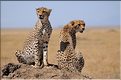Les guépards du Serengeti. Les deux frères. (12)