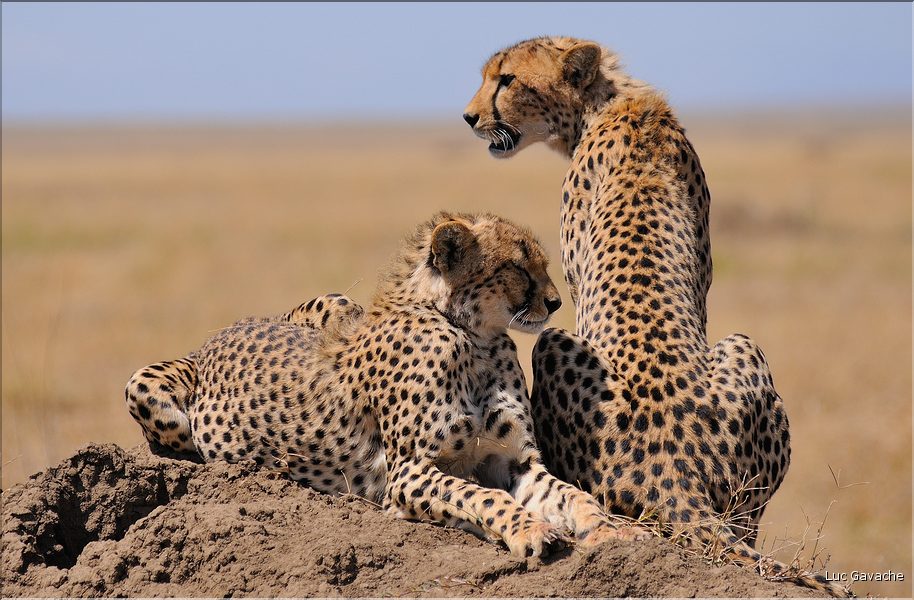 Les guépards du Serengeti. Les deux frères. (13)