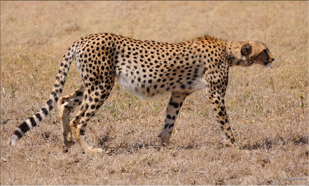 Les guépards du Serengeti. Les deux frères. (14)