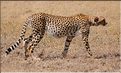 Les guépards du Serengeti. Les deux frères. (14)