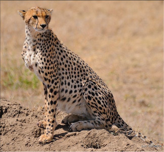 Les guépards du Serengeti. Les deux frères. (15)