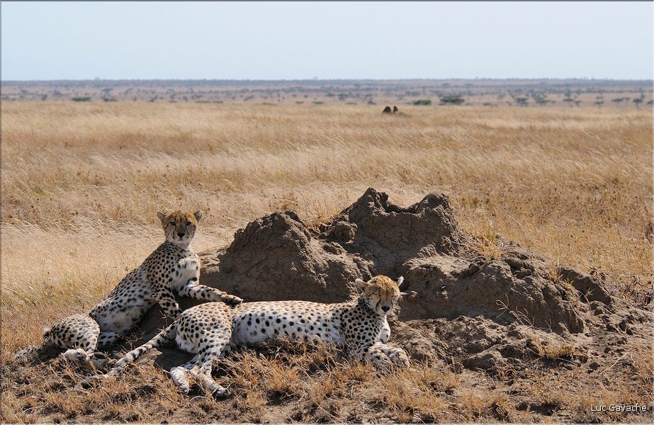 Les guépards du Serengeti. Les deux soeurs. (1)