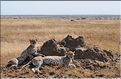 Les guépards du Serengeti. Les deux soeurs. (1)