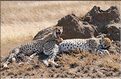 Les guépards du Serengeti. Les deux soeurs. (2)