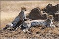 Les guépards du Serengeti. Les deux soeurs. (3)