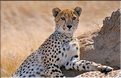 Les guépards du Serengeti. Les deux soeurs. (6)