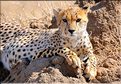Les guépards du Serengeti. Les deux soeurs. (9)