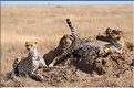 Les guépards du Serengeti. Les deux soeurs. (10)