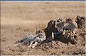 Les guépards du Serengeti. Les deux soeurs. (11)