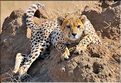 Les guépards du Serengeti. Les deux soeurs. (12)