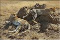 Les guépards du Serengeti. Les deux soeurs. (14)