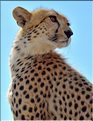 Les guépards du Serengeti. Petite incursion sur notre véhicule d'une des deux surs. (3)