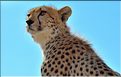 Les guépards du Serengeti. Petite incursion sur notre véhicule d'une des deux surs. (4)
