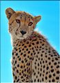 Les guépards du Serengeti. Petite incursion sur notre véhicule d'une des deux surs. (5)