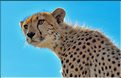 Les guépards du Serengeti. Petite incursion sur notre véhicule d'une des deux surs. (7)