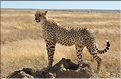 Les guépards du Serengeti. Après cette petite visite, les deux  surs décident de partir à la chasse. (1)
