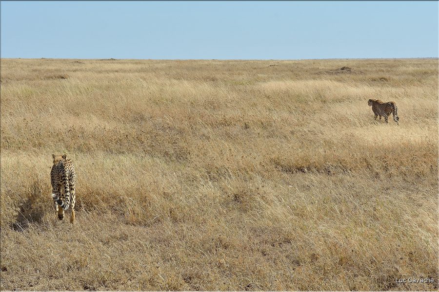 Les guépards du Serengeti. Après cette petite visite, les deux  surs décident de partir à la chasse. (6)