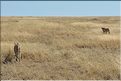 Les guépards du Serengeti. Après cette petite visite, les deux  surs décident de partir à la chasse. (6)