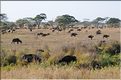 Les buffles du Serengeti. (1)