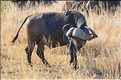 Les buffles du Serengeti. (2)