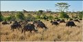 Les buffles du Serengeti. (3)
