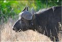 Les buffles du Serengeti. (4)