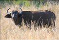 Les buffles du Serengeti. (5)