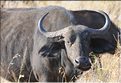 Les buffles du Serengeti. (6)