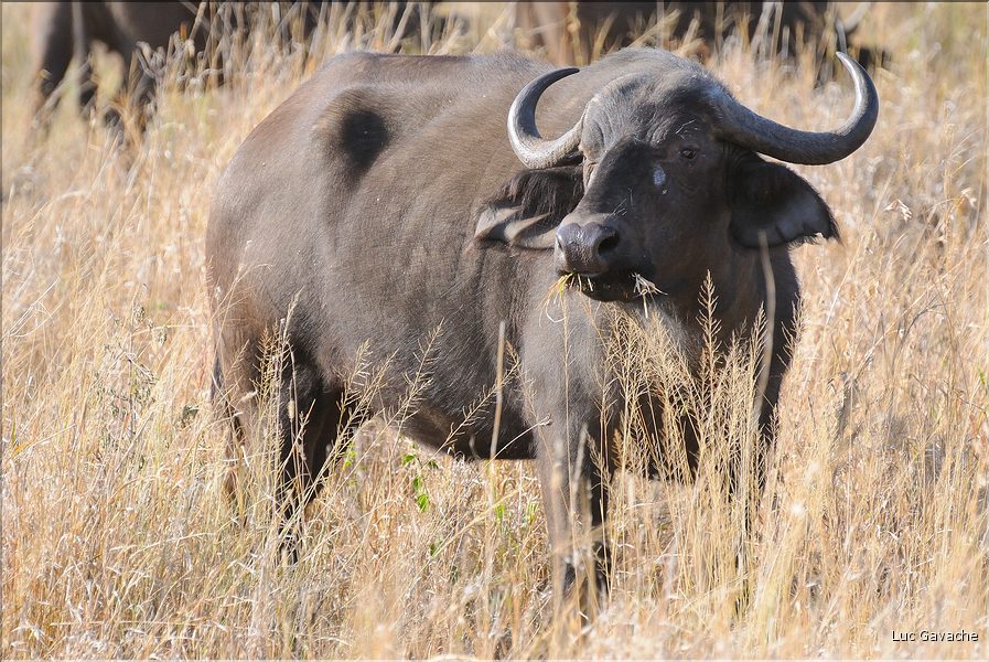 Les buffles du Serengeti. (7)