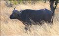 Les buffles du Serengeti. (10)