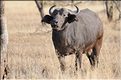 Les buffles du Serengeti. (11)