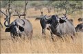 Les buffles du Serengeti. (12)
