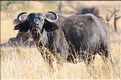 Les buffles du Serengeti. (13)