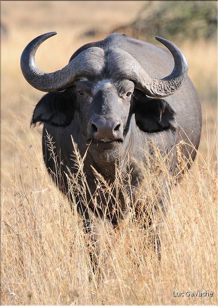 Les buffles du Serengeti. (14)