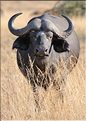 Les buffles du Serengeti. (14)