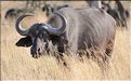 Les buffles du Serengeti. (15)