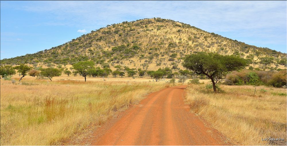En remontant vers le nord du Serengeti, pour suivre la migration des gnous. (4)