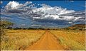 En remontant vers le nord du Serengeti, pour suivre la migration des gnous. (5)